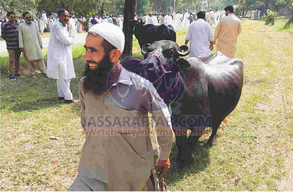 Buffalo auction at PM House