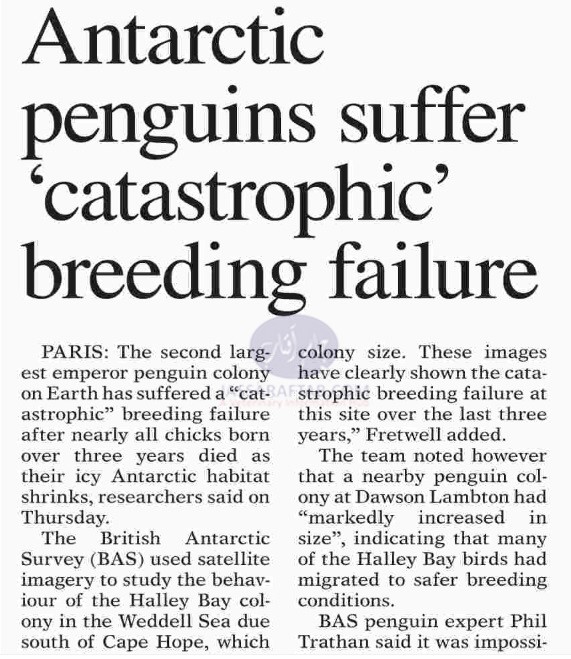 Penguins breeding failure