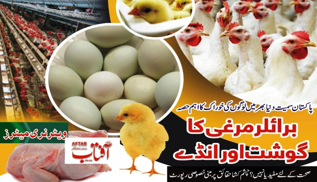 Chicken & Egg Reality and Issues
