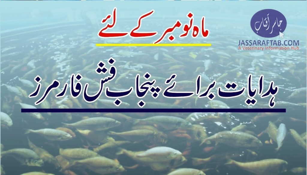 Advice for fish farmers in punjab for month of november