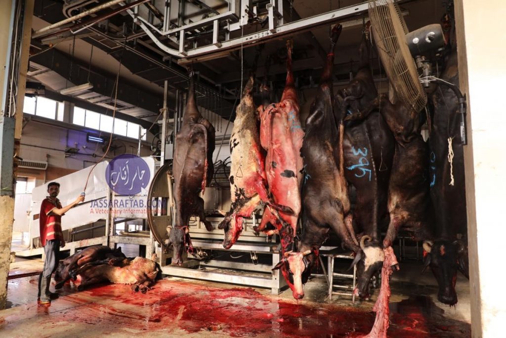 Inspection of slaughter houses 