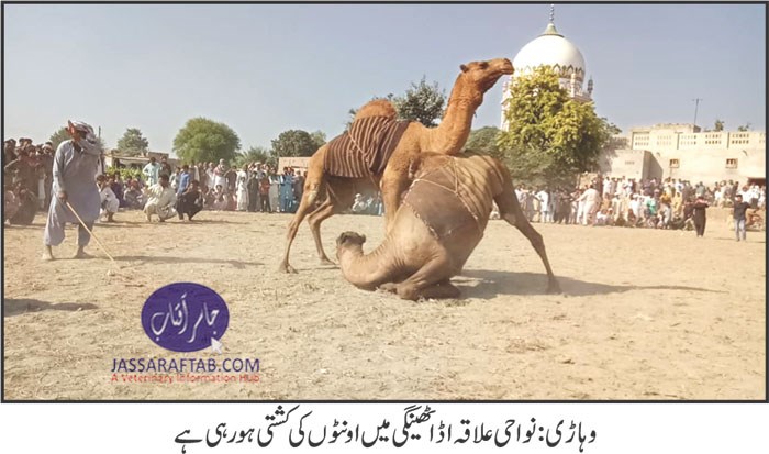 Camel fight