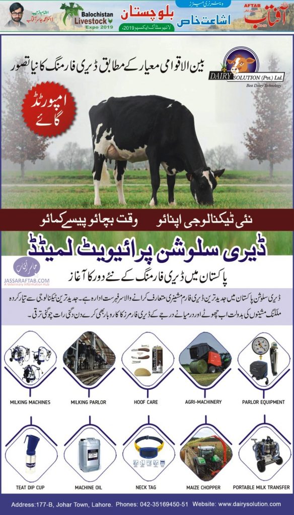 Imported Cow Pakistan Friesian