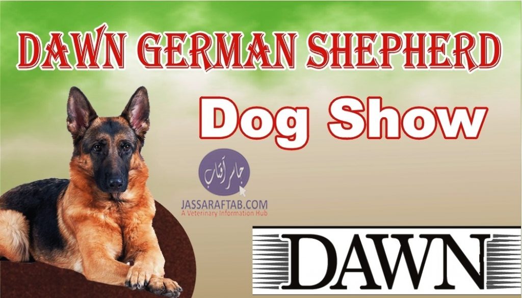 German shepherd dog show