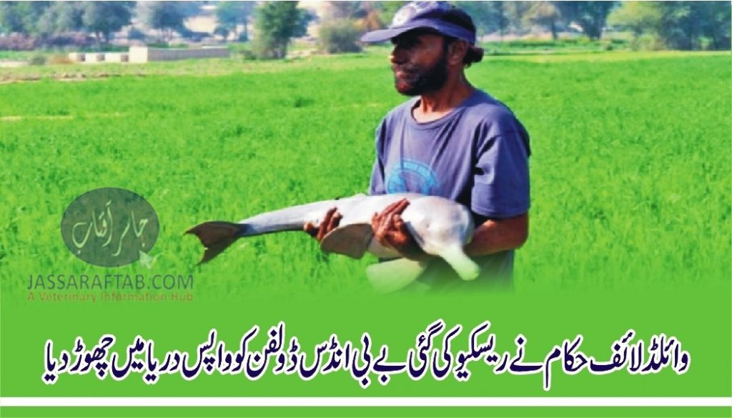 Baby Indus dolphin rescued after three-day operation