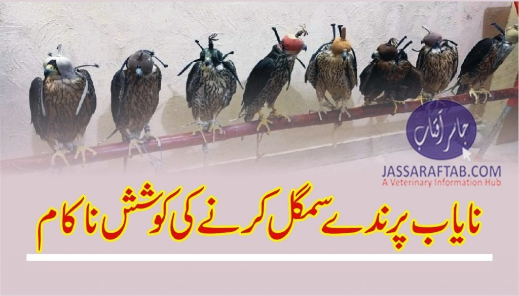 Rangers seized expensive falcons and foiled a smuggling