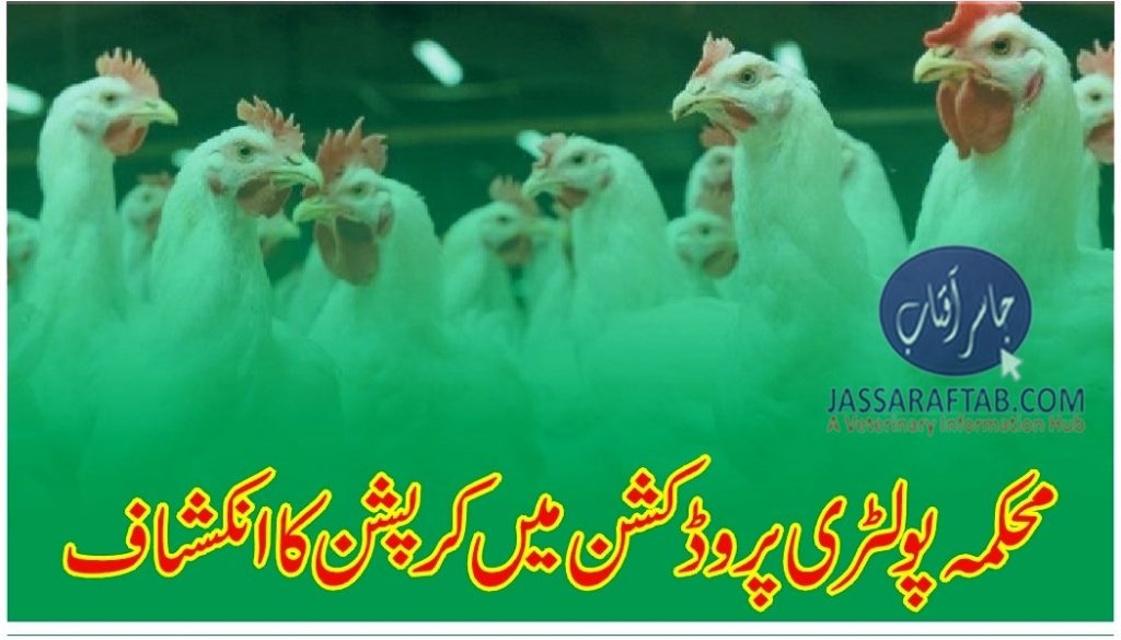 Corruption in department of poultry production