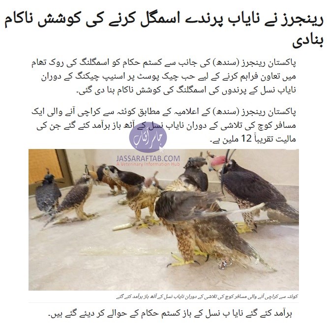 Rangers seized expensive falcons 