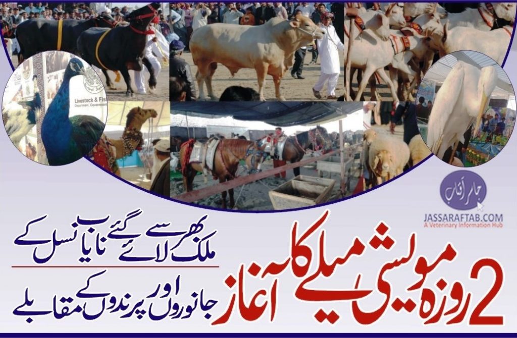 Sindh Livestock expo 