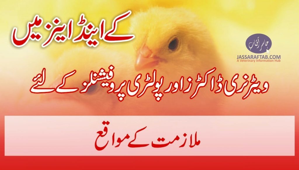 broiler poultry farm manager