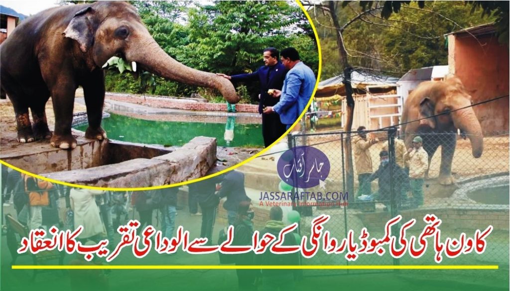 A farewell ceremony for elephant Kaavan