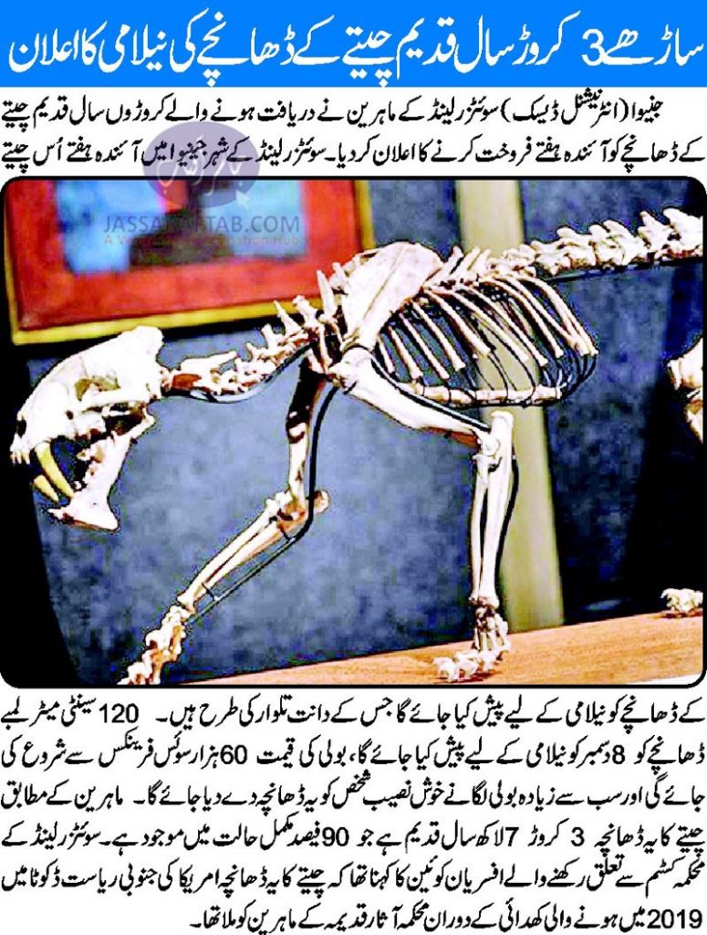 'Saber-toothed tiger' skeleton up for auction