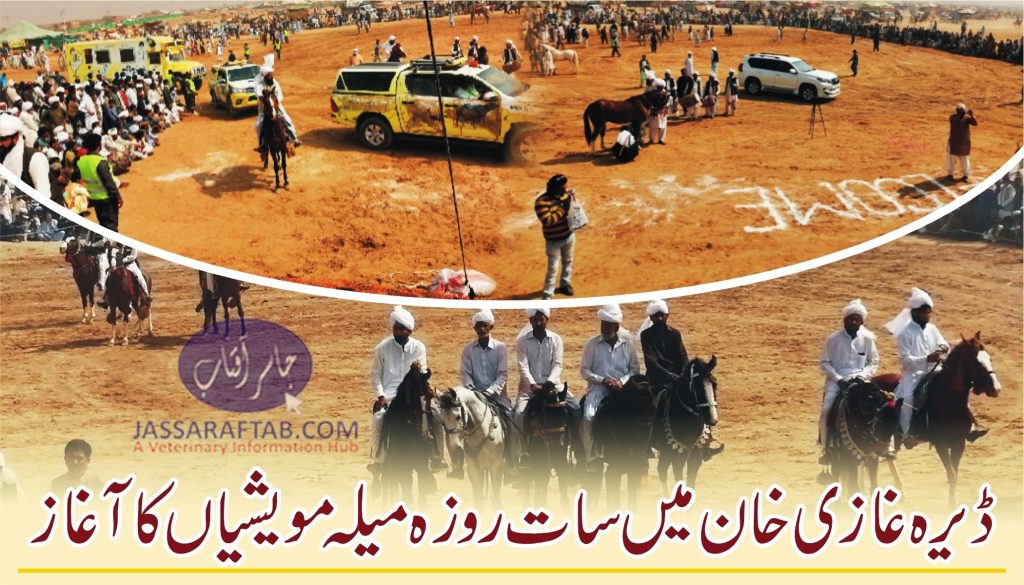 Cattle fair  begins in DG Khan