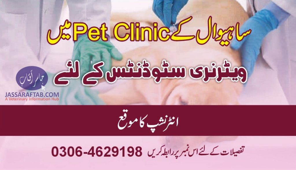 DVM INTENSHIP in pet clinic 
