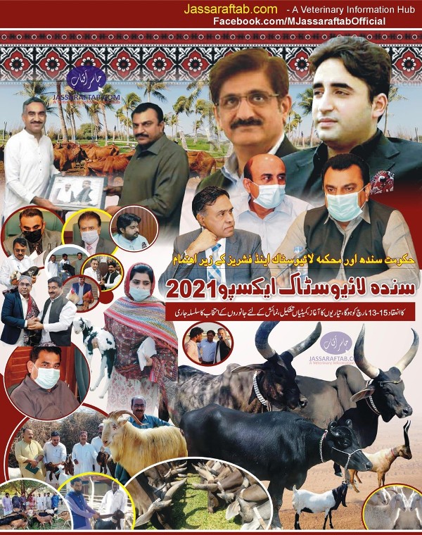 Sindh Livestock Expo 2021