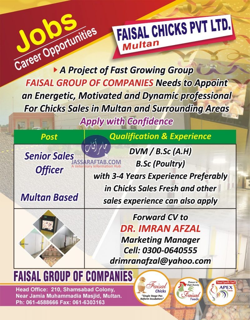 faisal chicks jobs