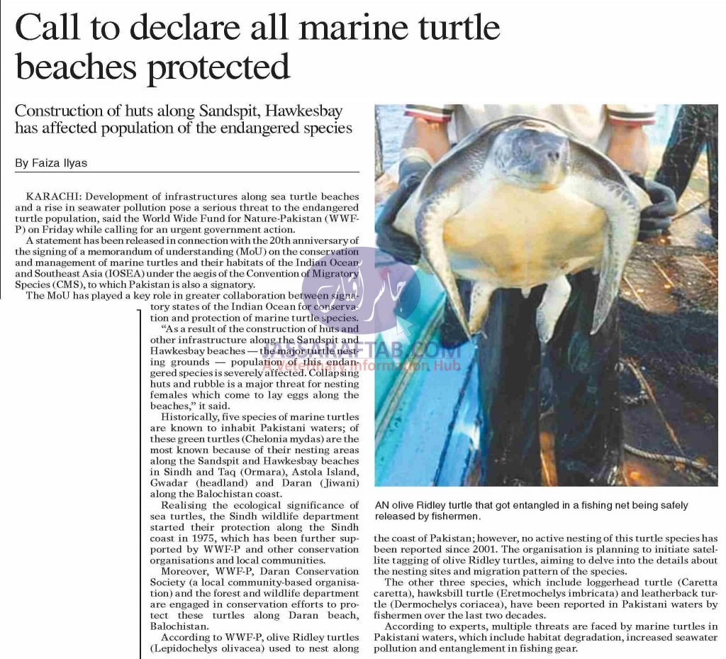 Call to declare all marine turtle beaches protected