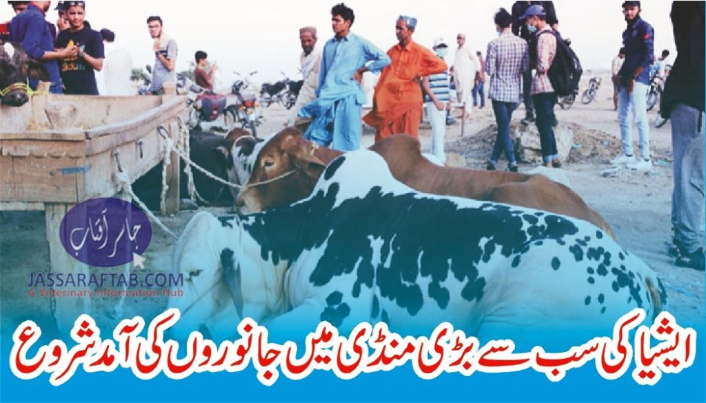 Karachi super highway cattle market