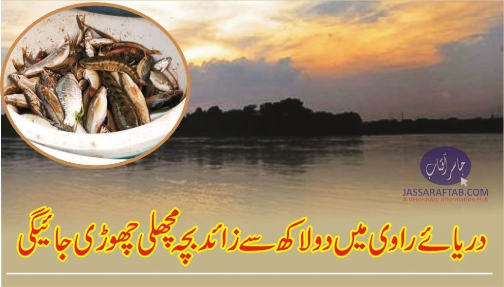 Fish seed to releaae in River Ravi