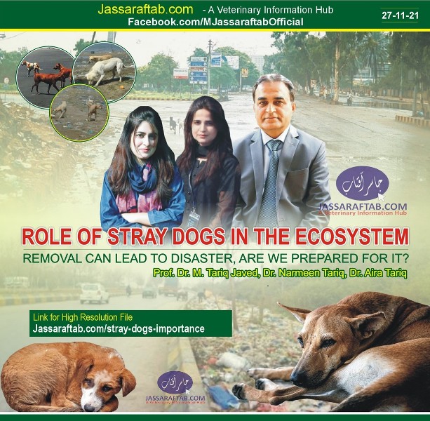 stray dogs importance in ecosystem 