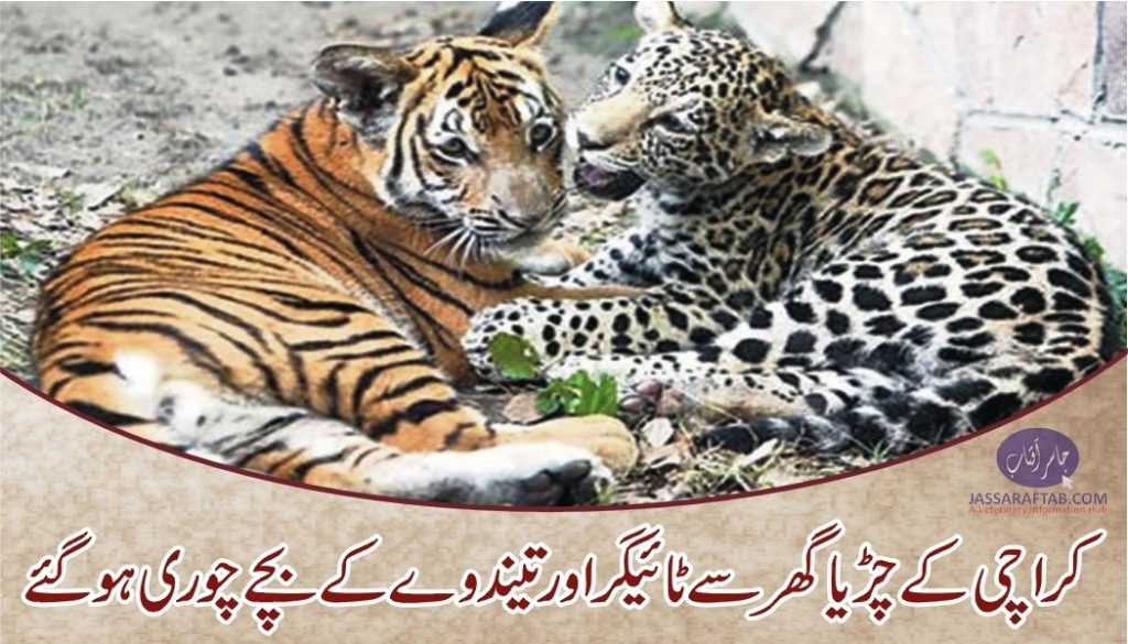 Tiger and leopard cubs stolen from the zoo in Karachi