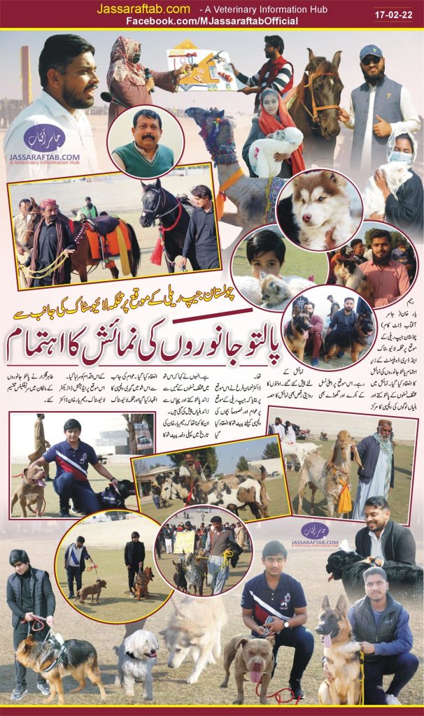 pet show in rahim yar khan 