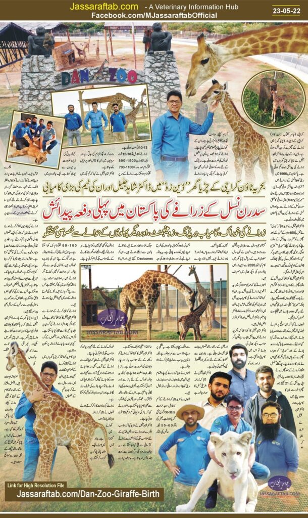 Giraffe birth in Pakistan 