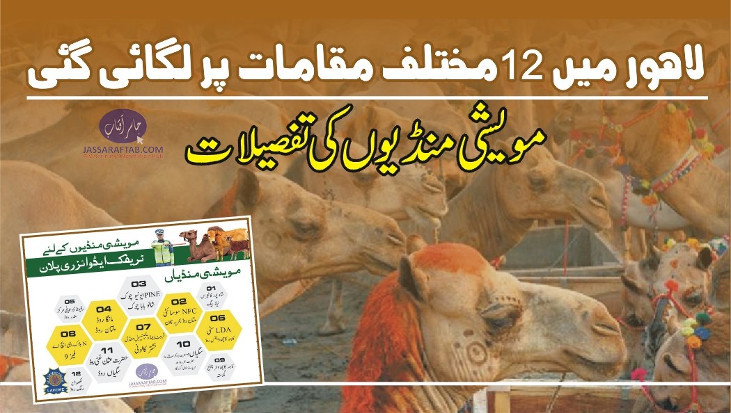 لاہور میں 12 مختلف مقامات پر لگائی گئی مویشی منڈیوں کی تفصیلات