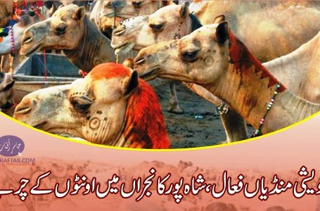 Camels at cattle markets