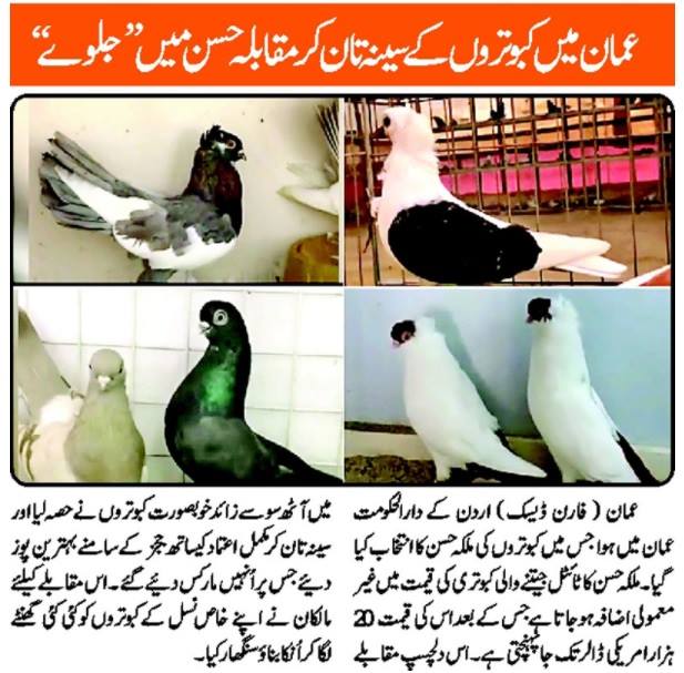 Beauty competitions of Pigeon | کبوتروں کا مقابلہ حسن