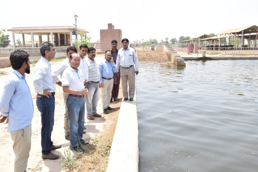 Buffalo Pond in Buffalo Research Institute Pattoki | BRI Pattoki