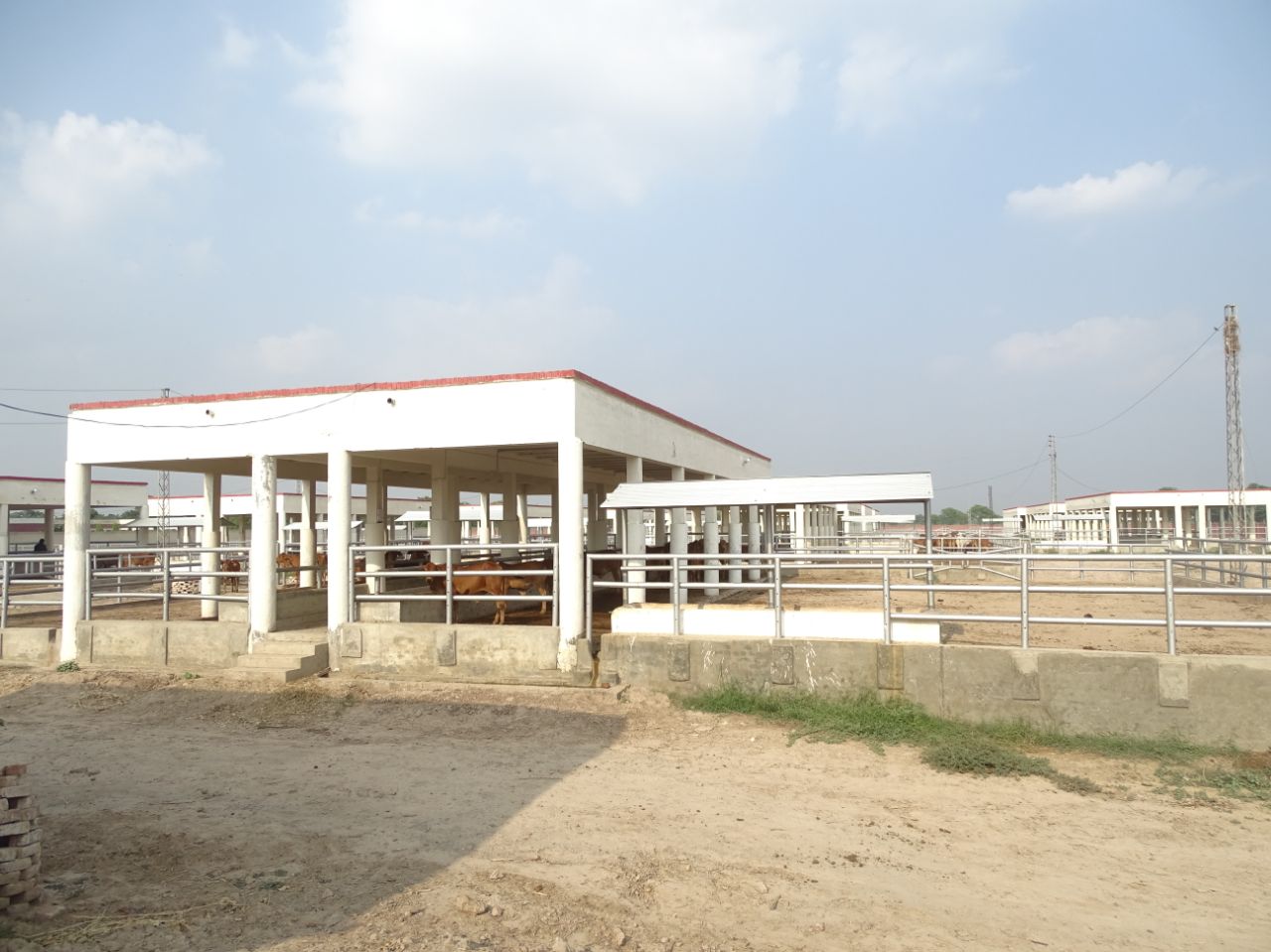 Dairy Shed