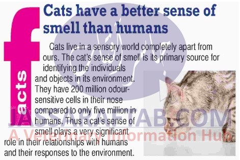 smell ability of cat