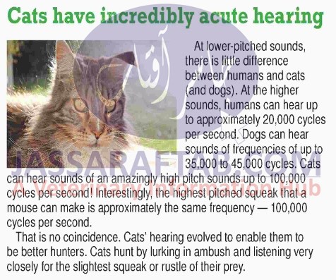 Hearing ability of cats and dogs