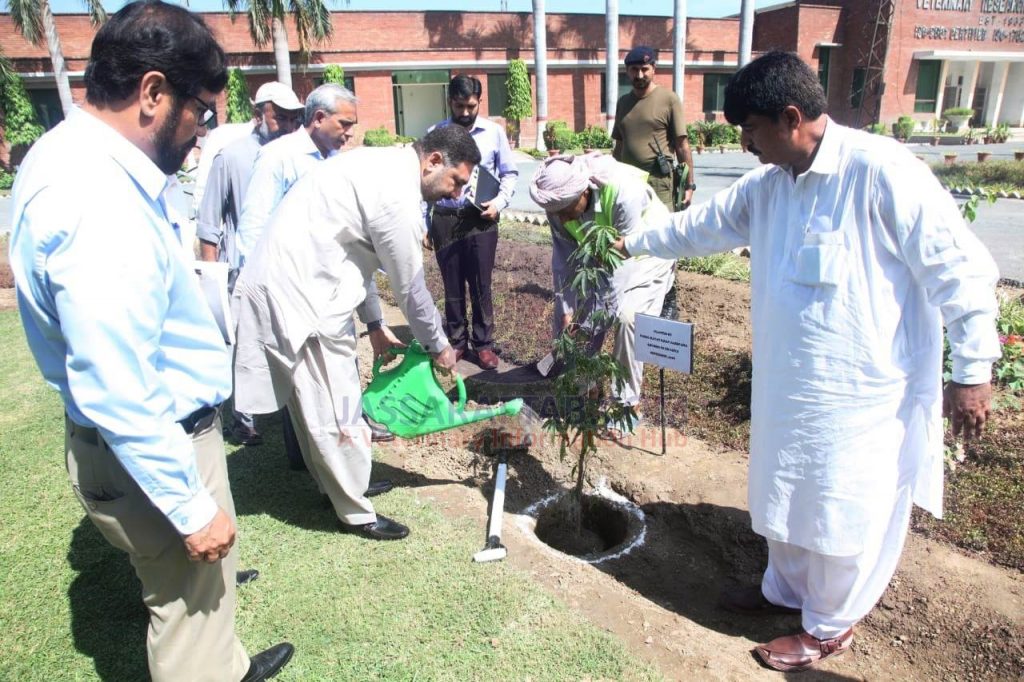 Plantation at VRI Lahore