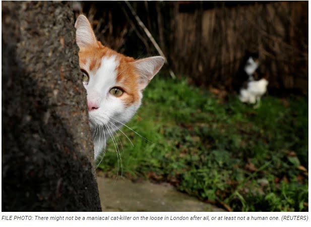 London serial cat killer turns out to be a fox