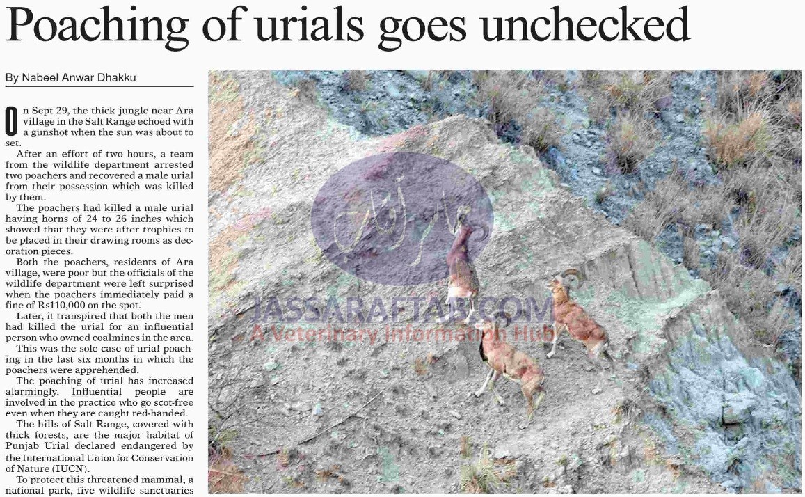 Poaching of Urial in Salt Range of Punjab