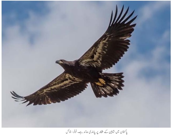 Eagle in Pakistan