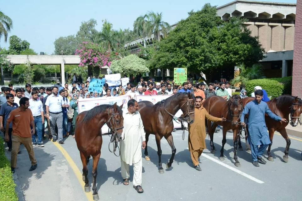 horses in World animal day walk
