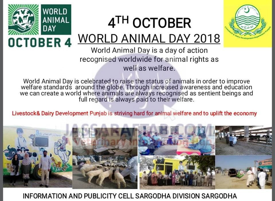 لائیوسٹاک اینڈ  ڈیری ڈویلپمنٹ سرگودھا میں جانوروں کا عالمی دن منایا گیا