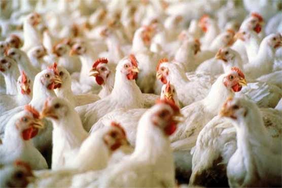 Hygienic Poultry Meat