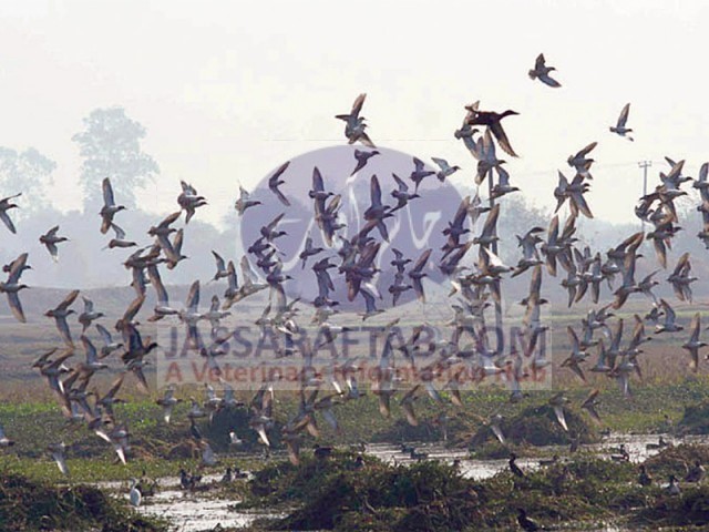 Siberian birds in Pakistan