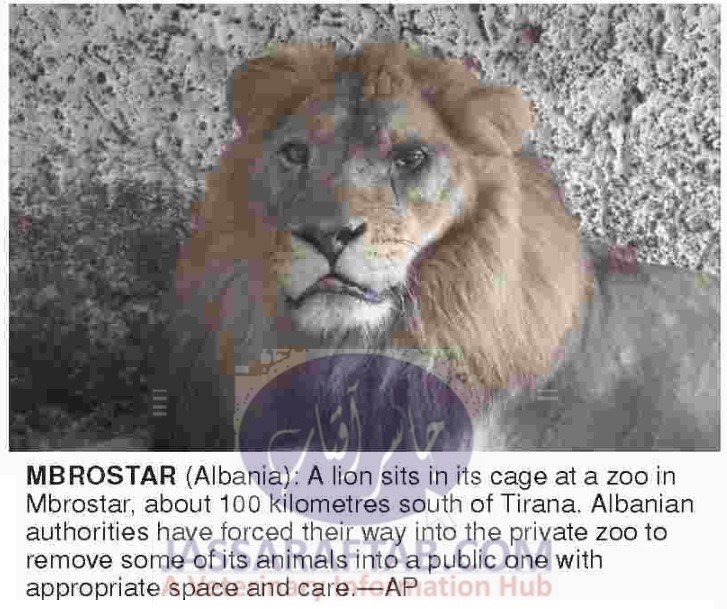 البانیہ کے ایک چڑیا گھر میں پنجرے میں بند شیر