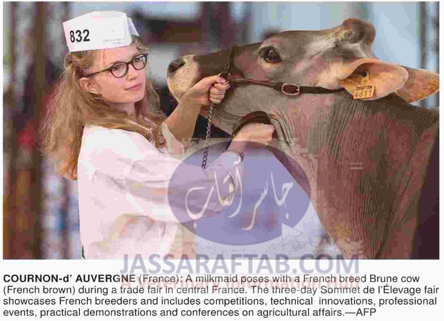 A milkmaid with a French breed brown cow