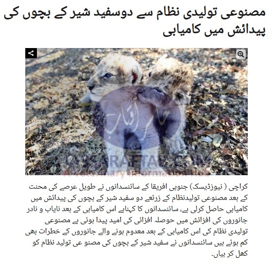 Non Surgical artificial insemination in lion | Lion Semen