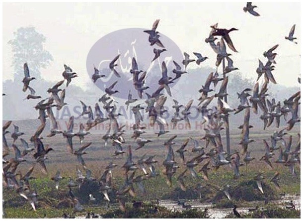 Migratory Birds in Pakistan