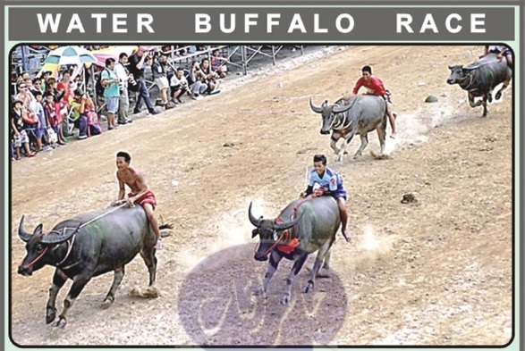 Annual Water Buffalo race held in Thailand