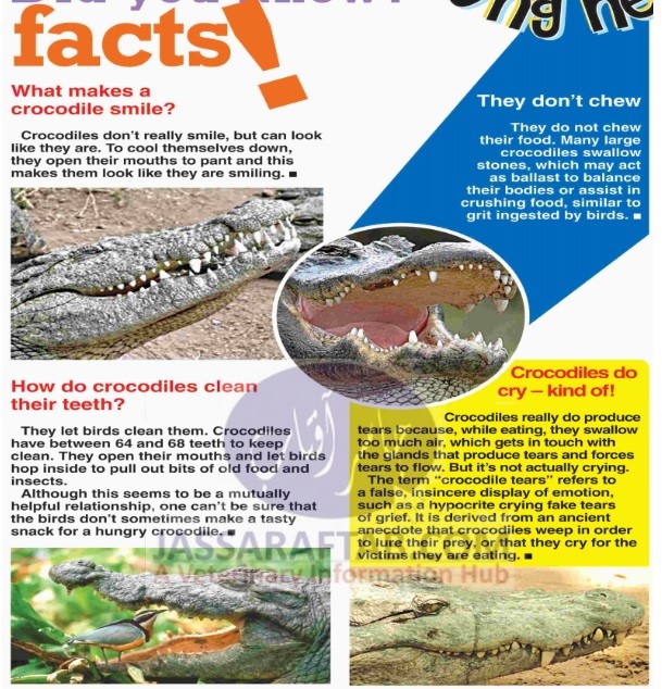 facts about Crocodile