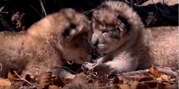 Birth of Lion cubs