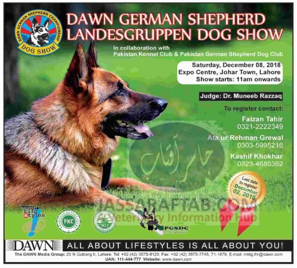 German Shepherd dog show